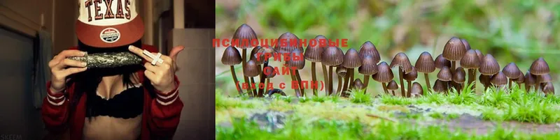 mega   Богородск  Псилоцибиновые грибы Psilocybine cubensis 